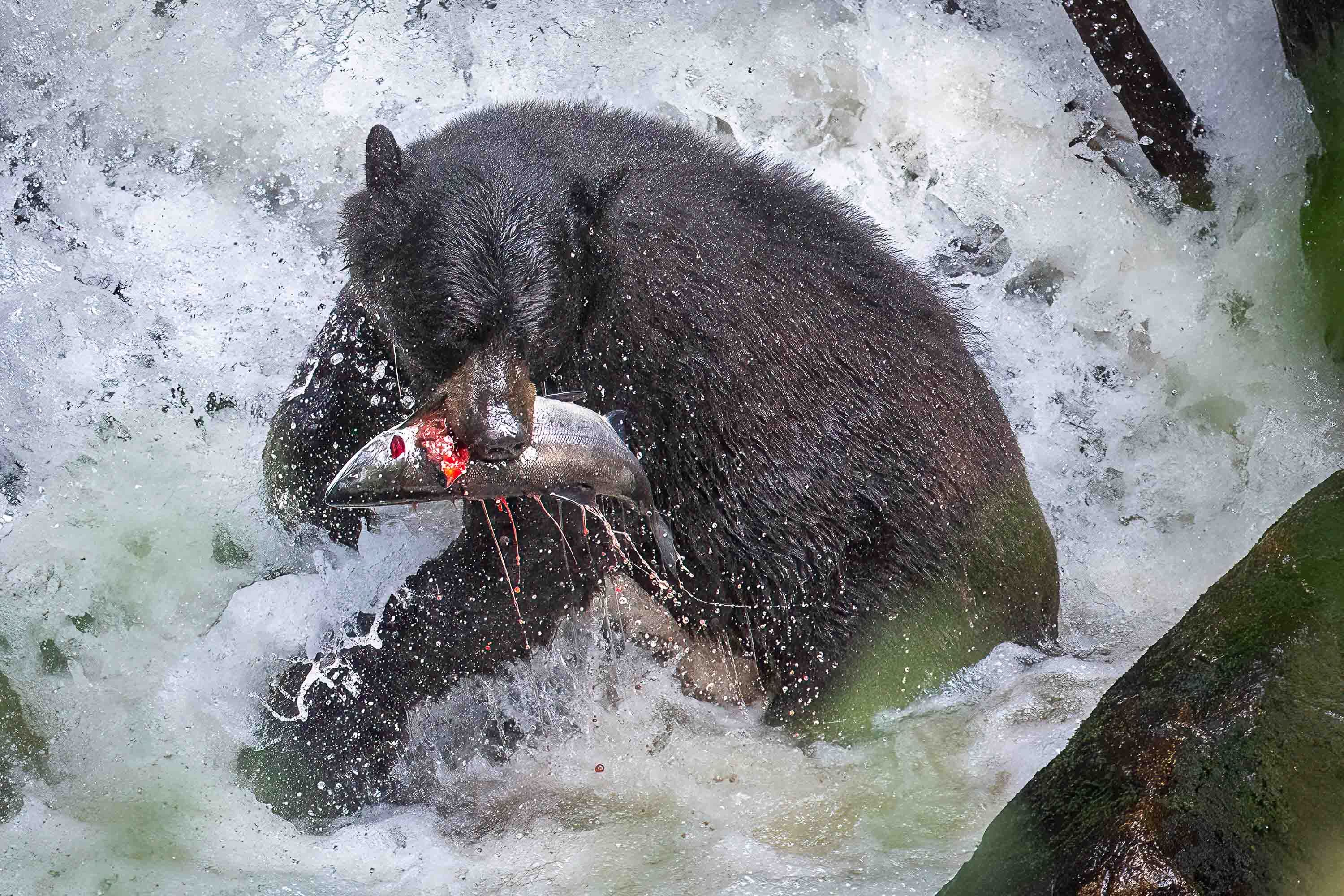 Bear with a Salmon in a Waterfall
