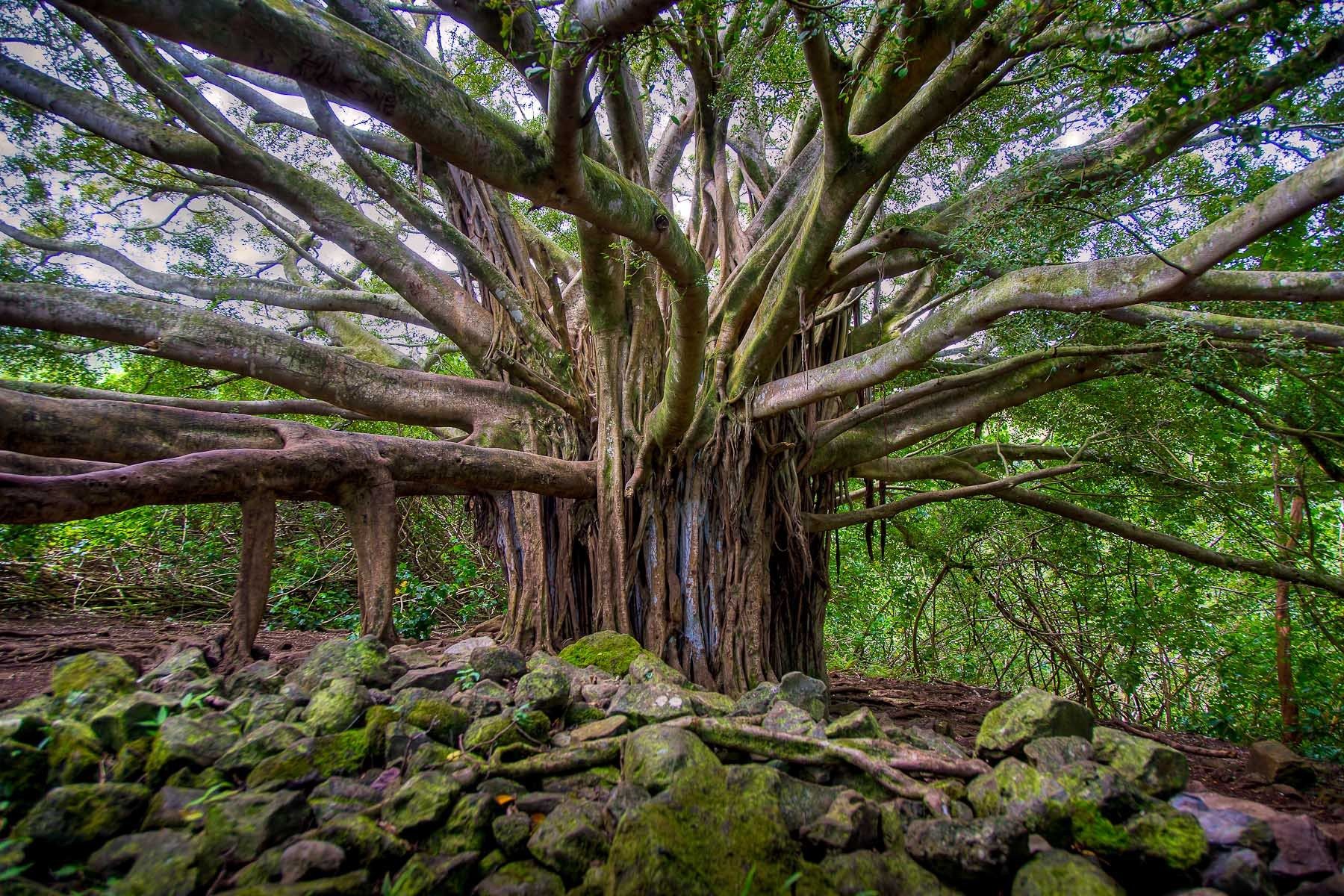 1hawaii_2012_8877hdr.jpg