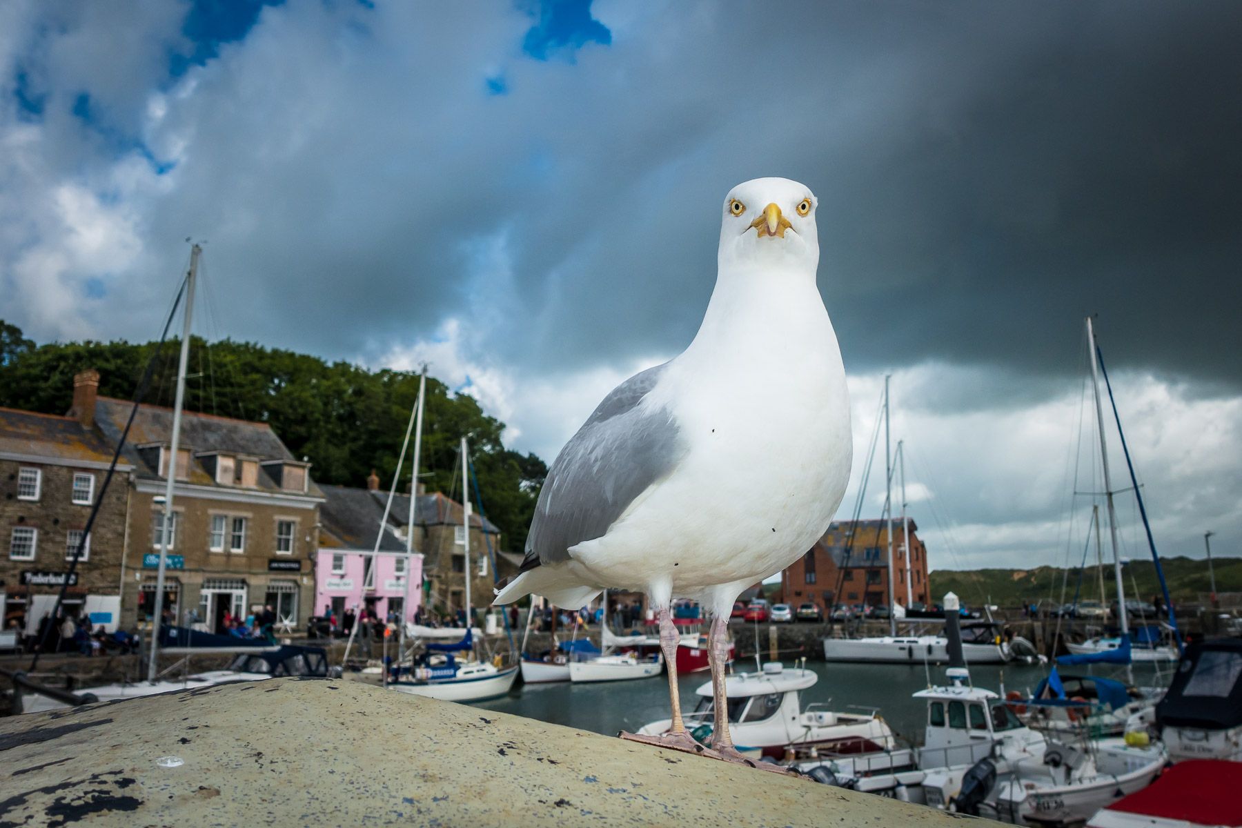 The Giant Seagull of Padstow, and yes, I AM looking at you. Seagull of Padstow, UK