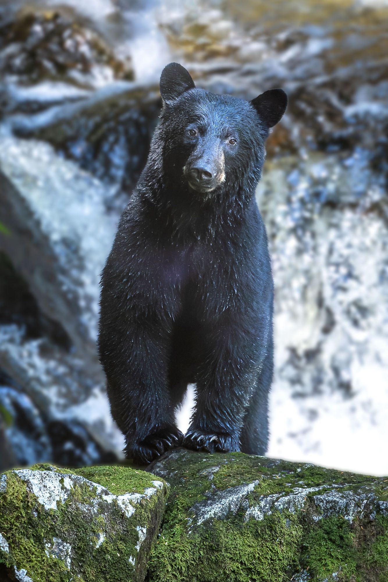 Young Bear, Great Bear Rainforest, BC