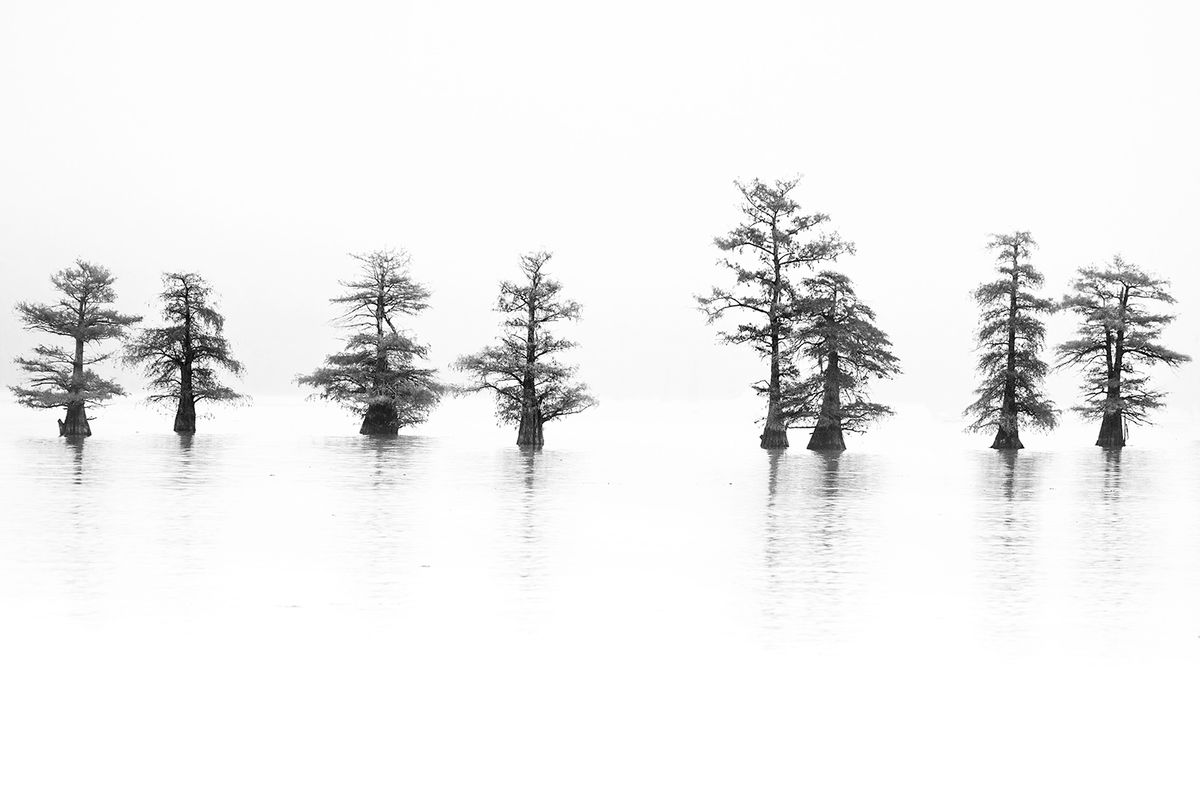 LakeTrees