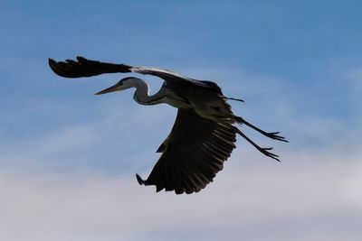 Fly High