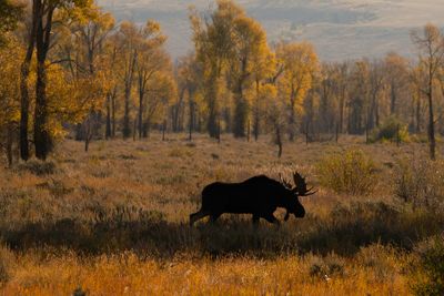Autumn Moose