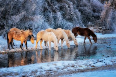 Horses drinking