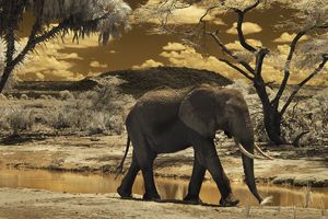 Elephant walking