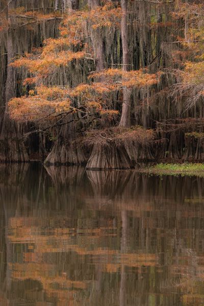 Caddo Fall