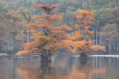 AutumnOrange