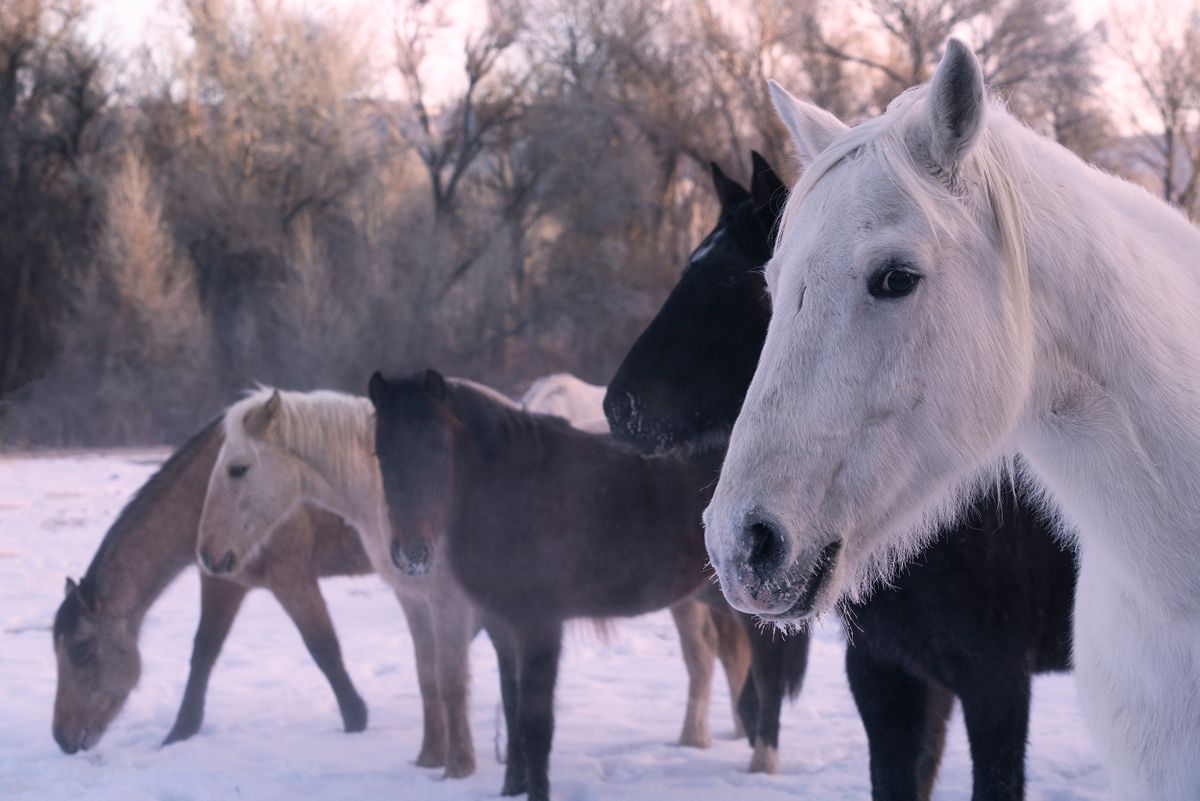 Beautiful group of horses Horse up close.