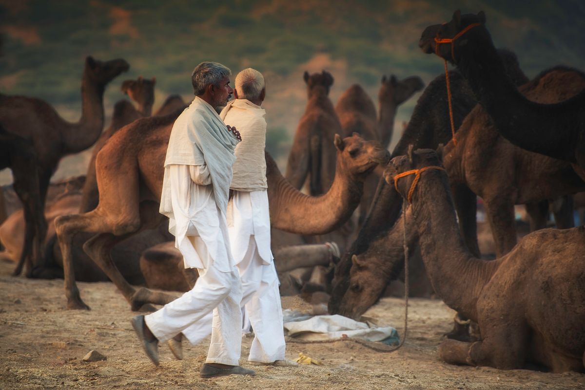 Camel traders or buyers