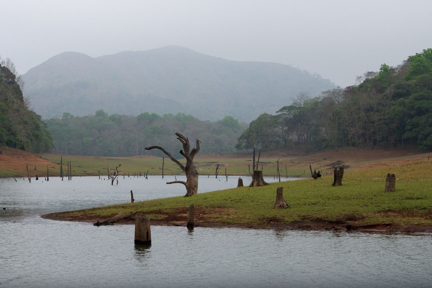 swamp images swamp images