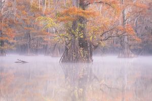 Caddo Mist