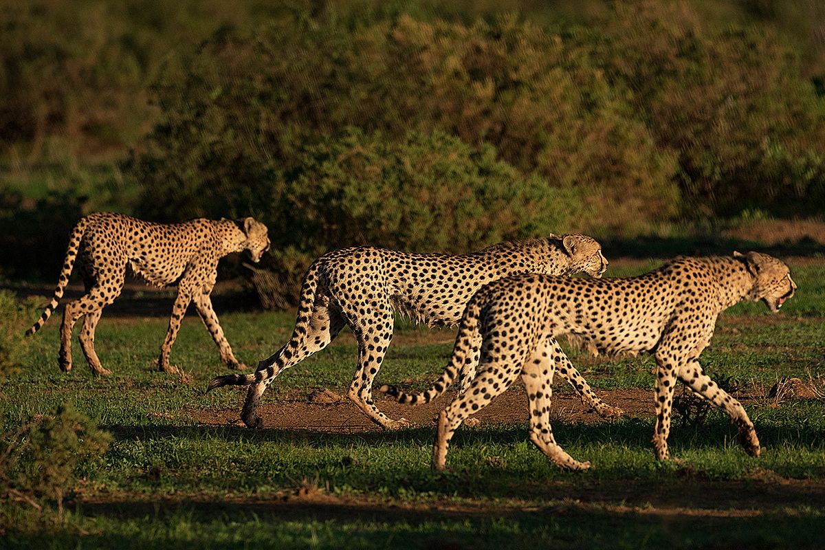 Mom and her two sons walking in the wild Cheetahs walking togerher