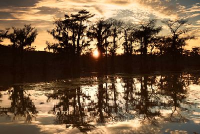 Cypress Sunset