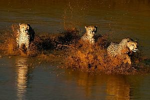 Cheetahs river crossing
