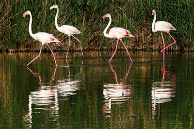 Flamingo March
