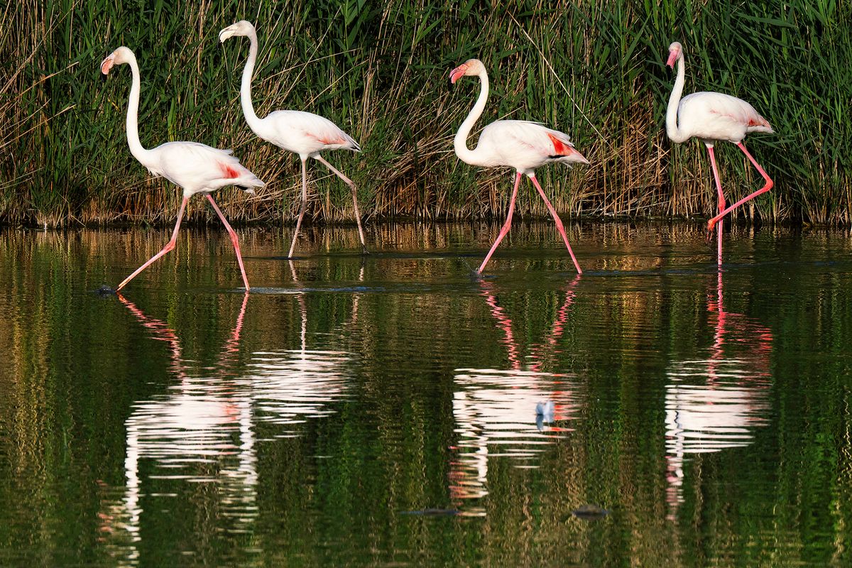 Flamingo March