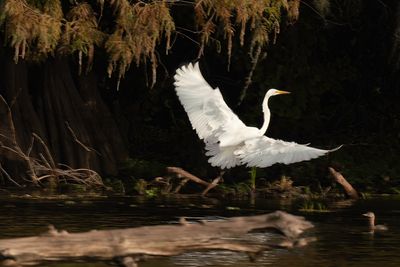 Flying Egret