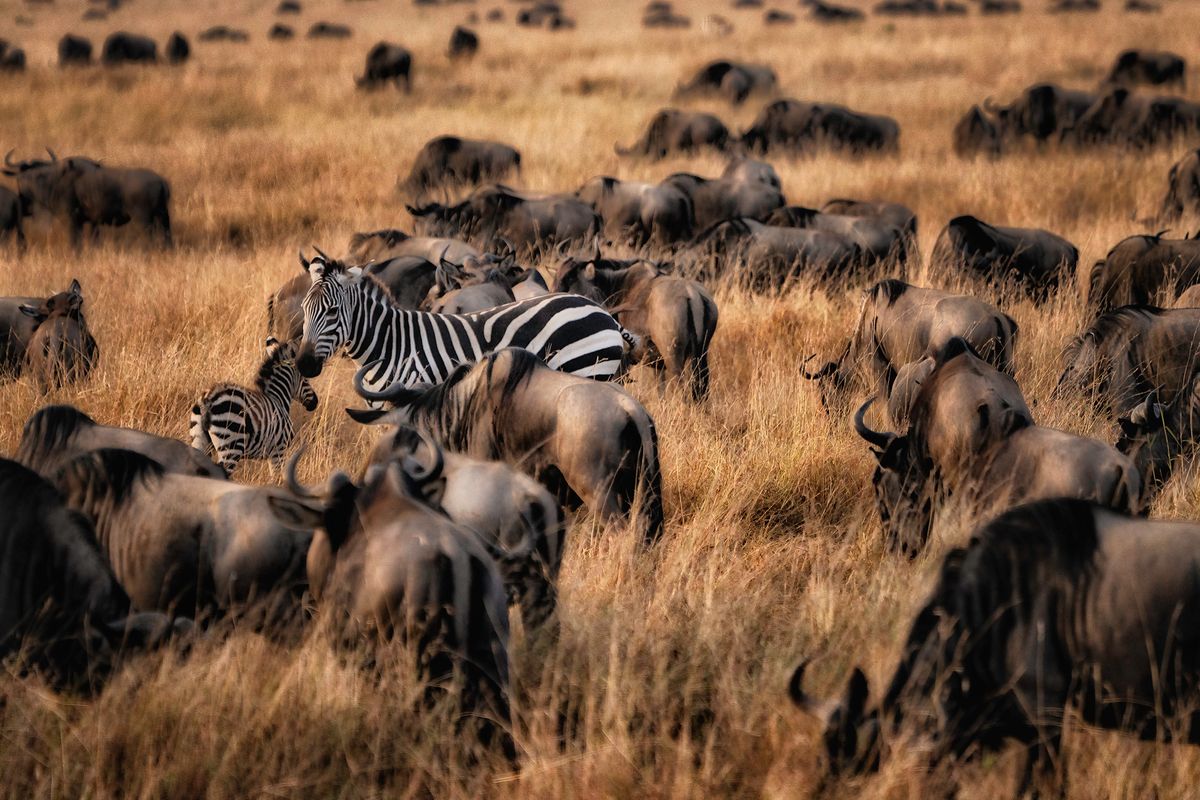 Zebra amongst the Wildebeest