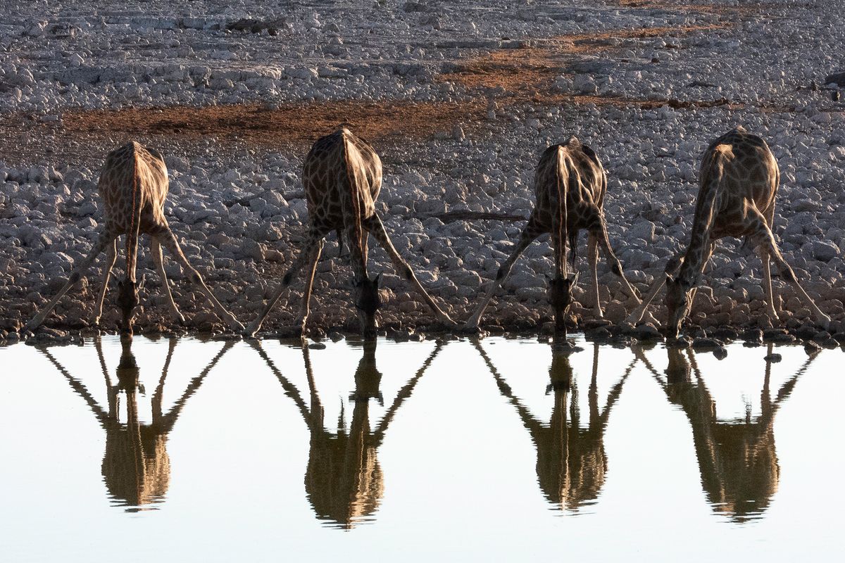 Giraffes Drinking