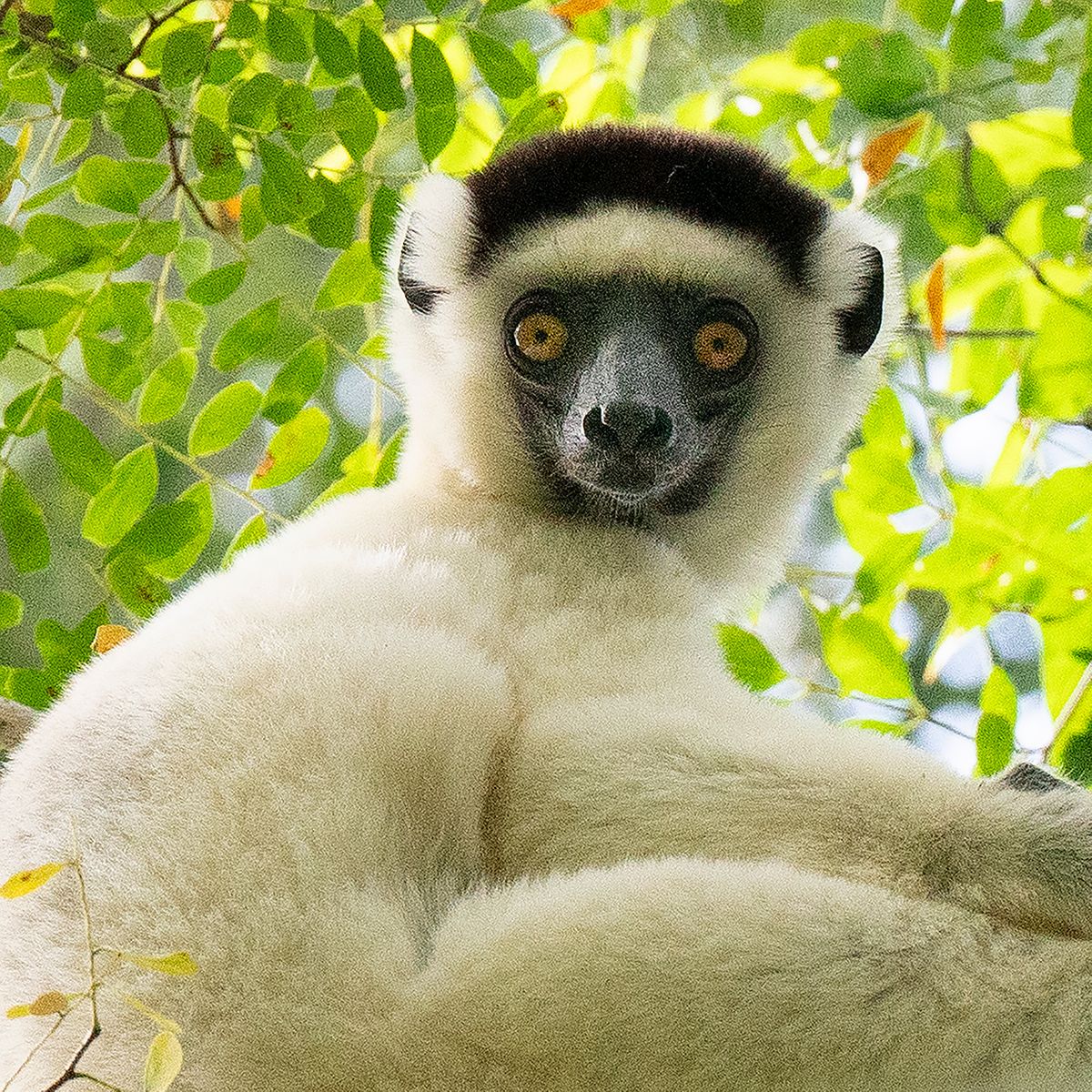 Lemur