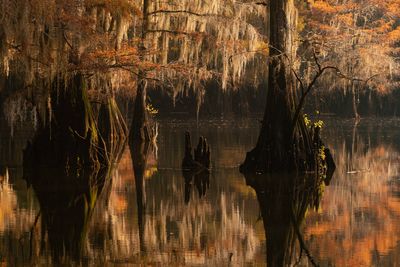 OrangeBayou