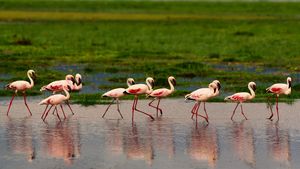 Flamingoes