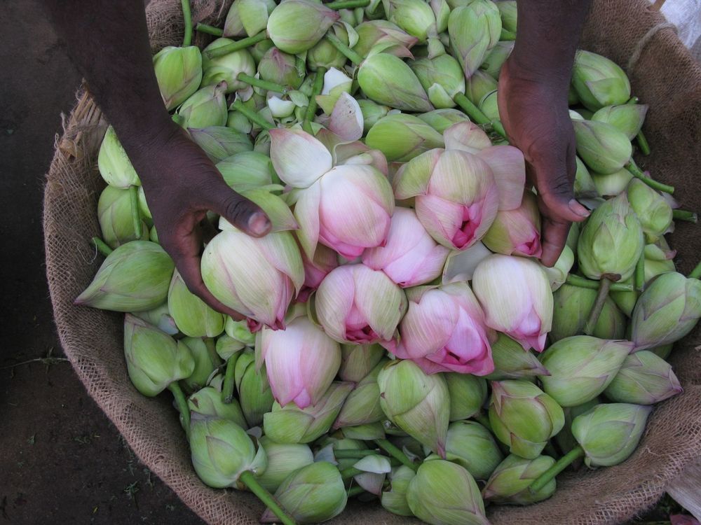 flowers in India