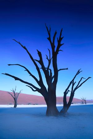 Deadvlei