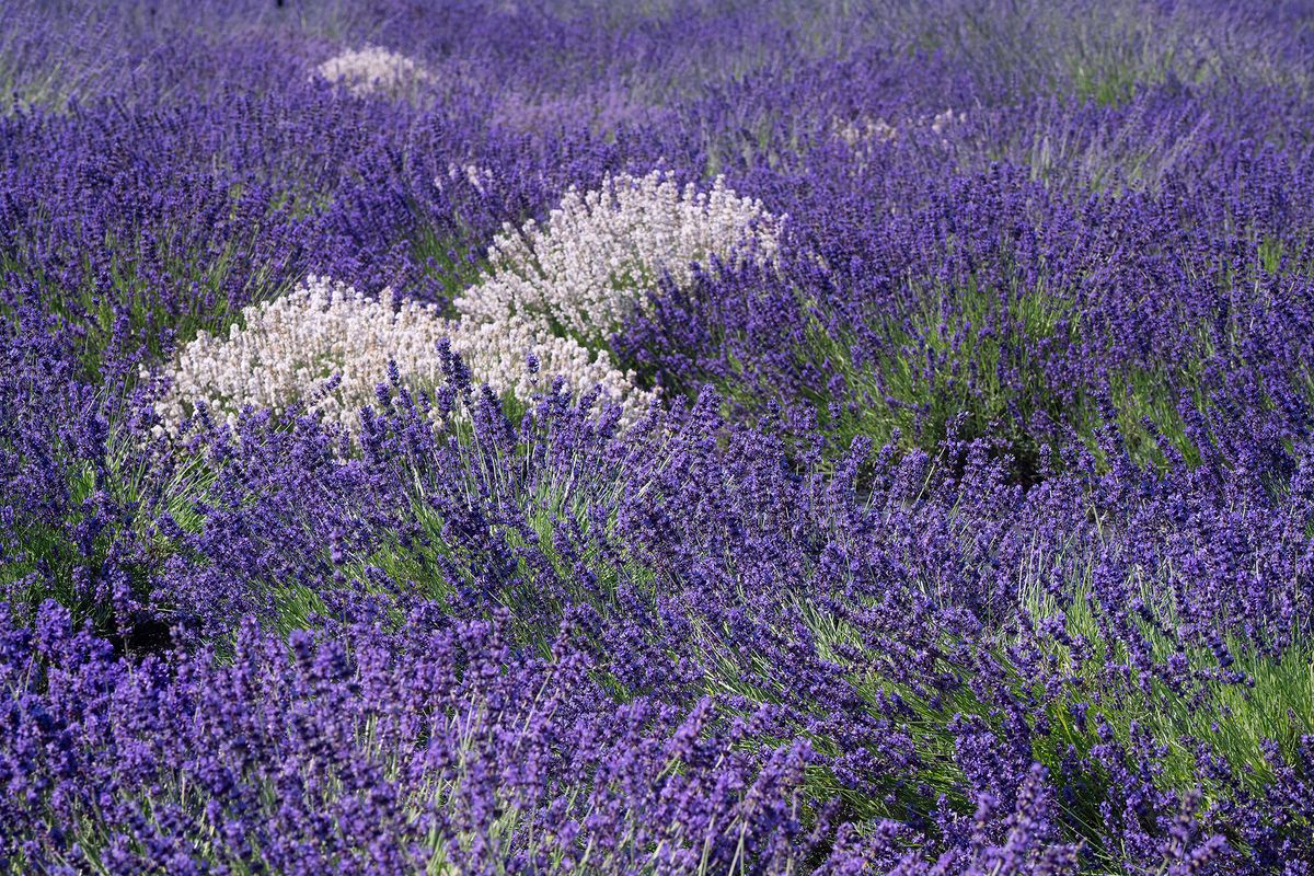 Lavender and White