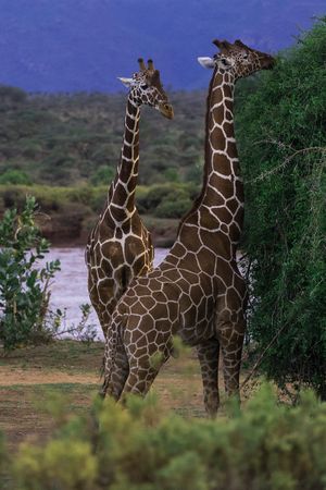 Two Giraffes