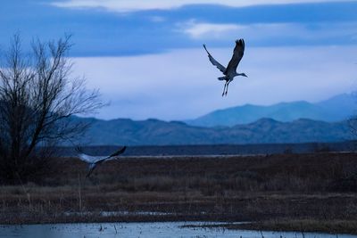 Blue Flight