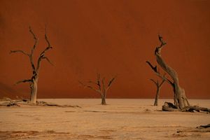 Three Trees