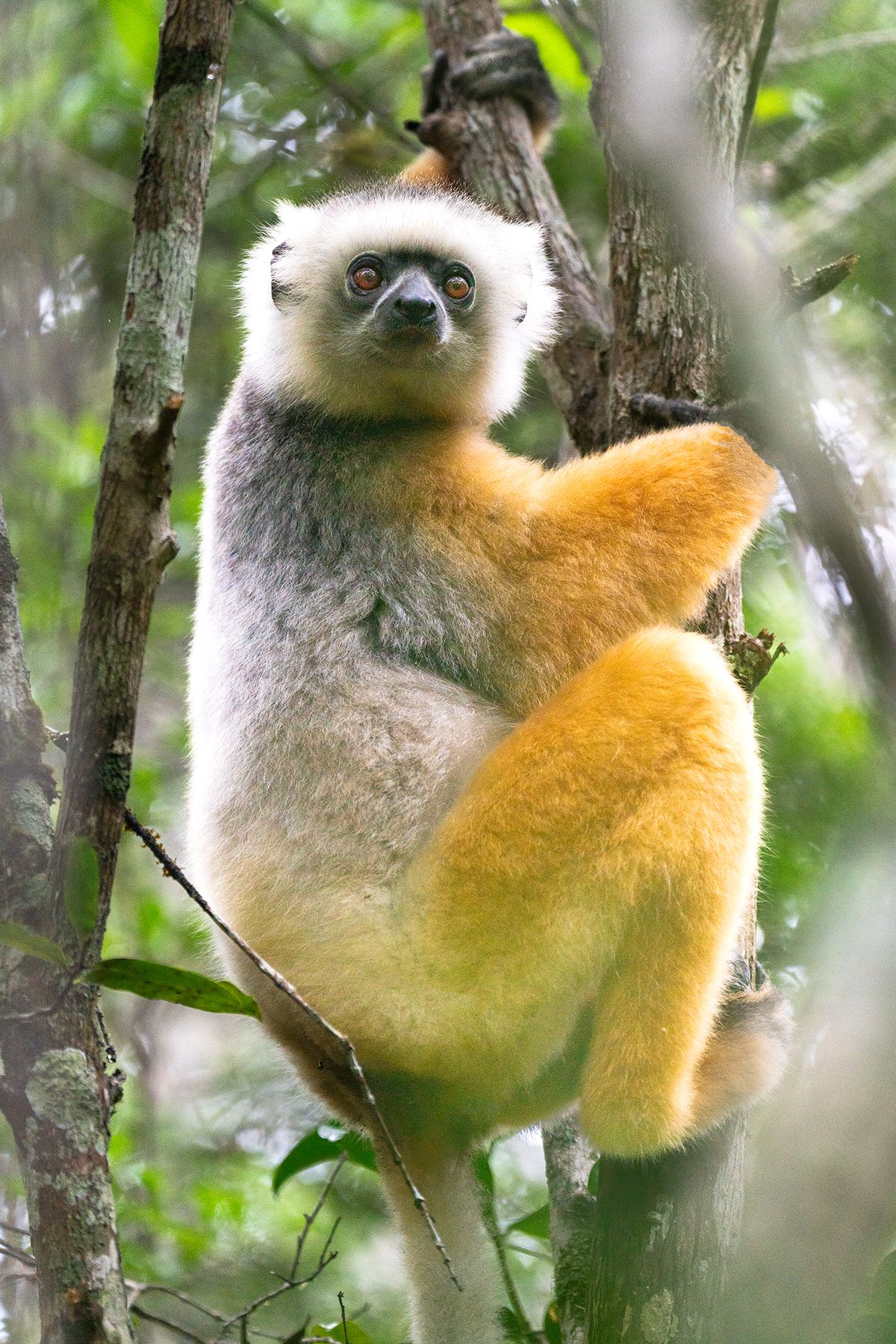Orange Lemur.jpg