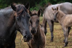 Bosnian Horse Farm