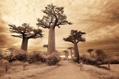 Walking with Baobabs