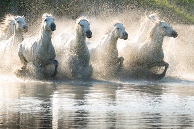 Lead Horses