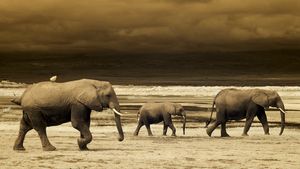 Elephant crossing