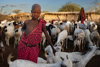 Datoga herding their goats Love Goats
