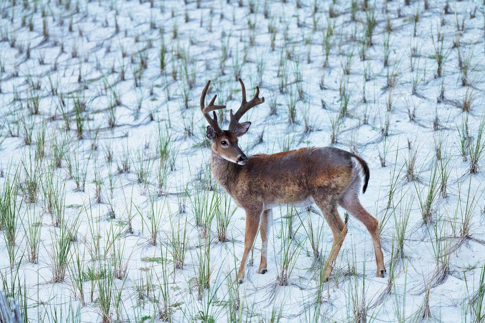 Deer on Dunes