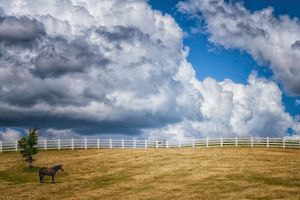 Horse, White Fence and Clouds