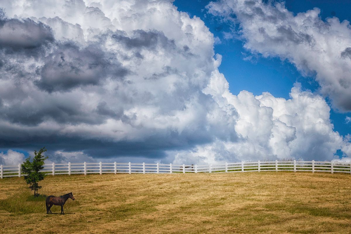 Horse, White Fence and Clouds