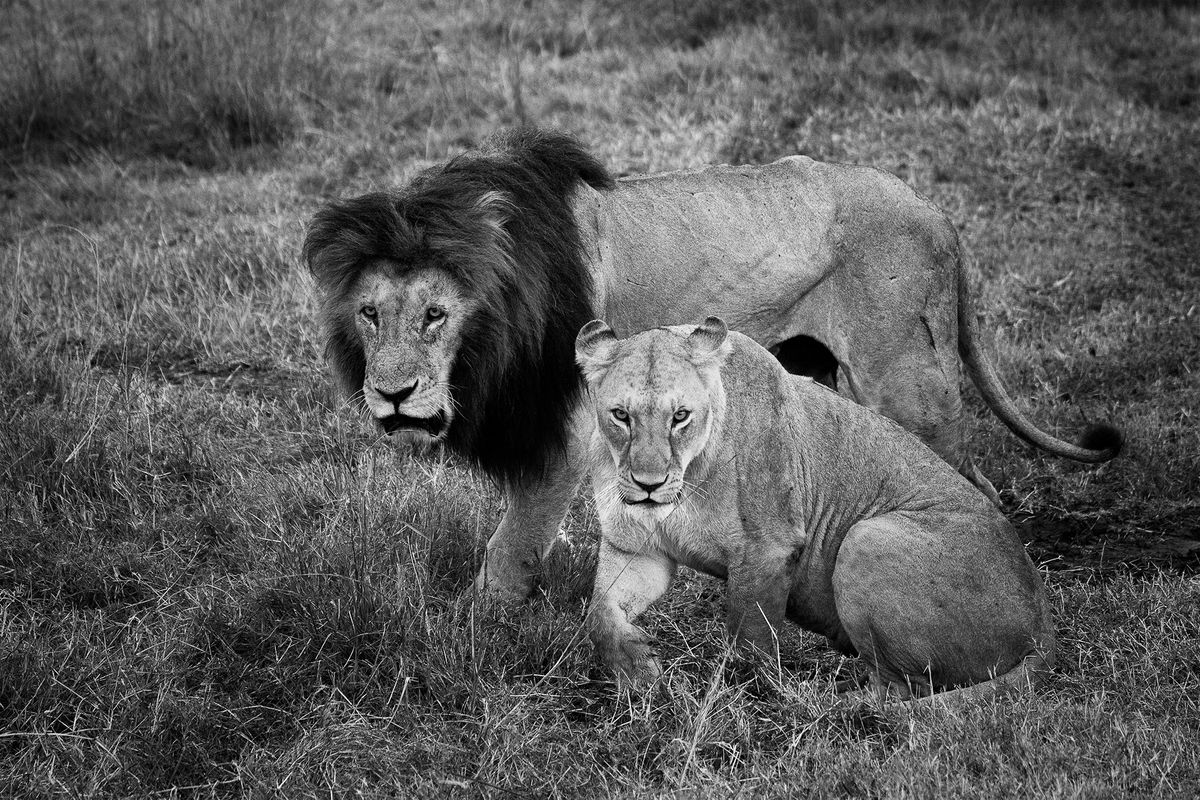 Lion Couple