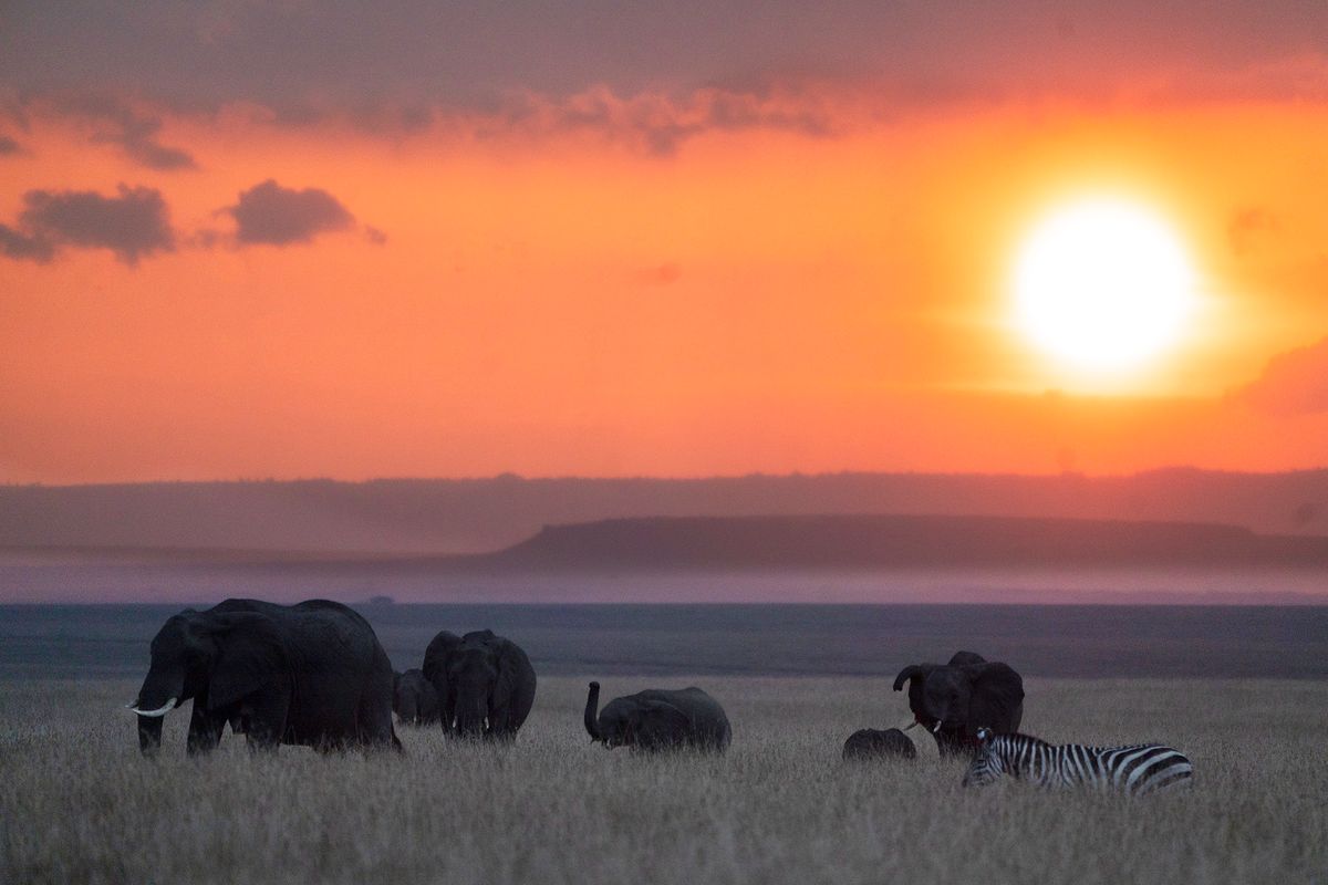 Elephants and zebra at sunset