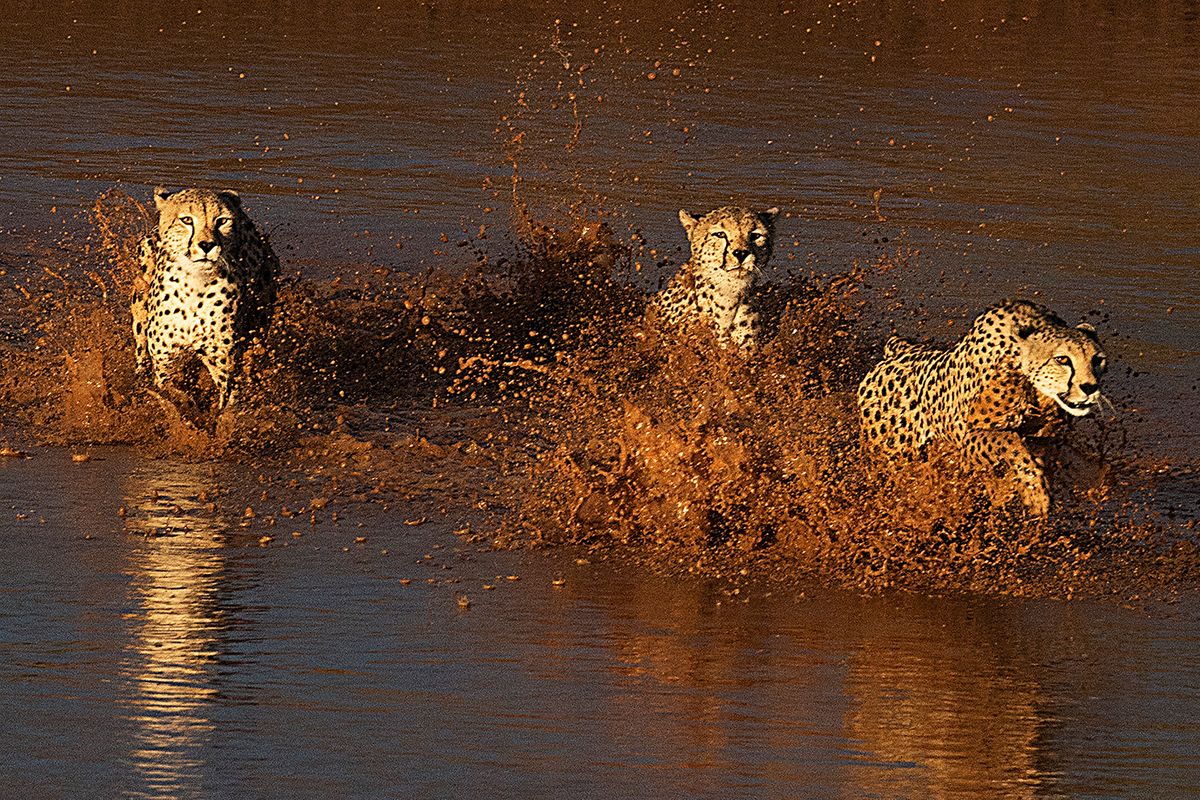 A mom and her two teenagers crossing the river in Samburu National Reserve, Kenya Cheetahs