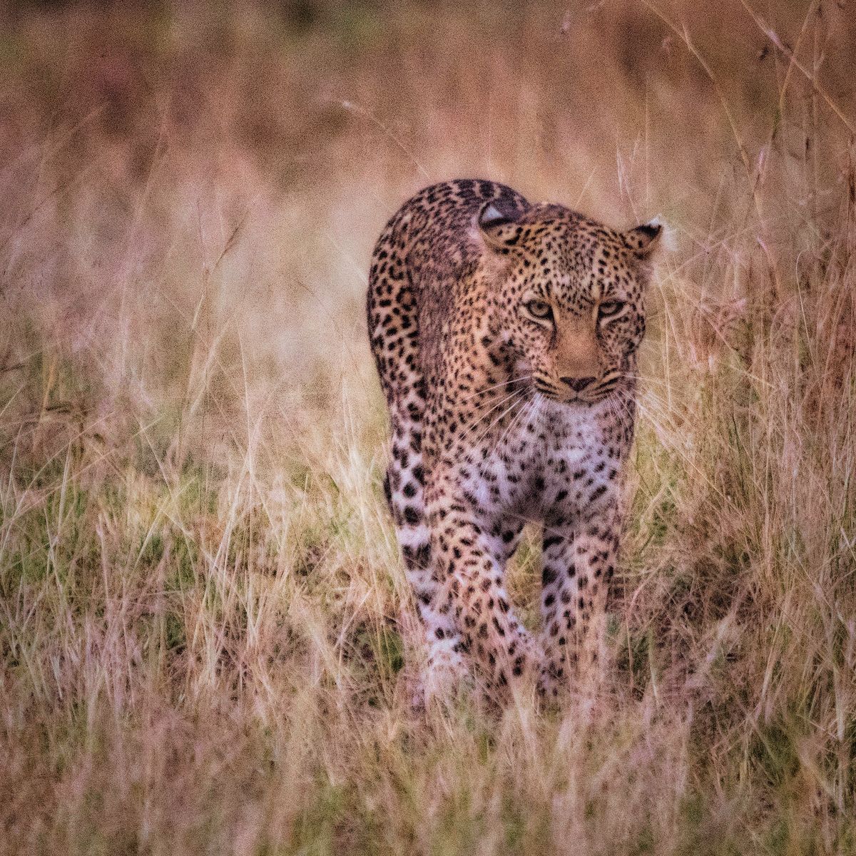 Cheetah