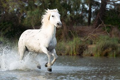 My Favorite Horse