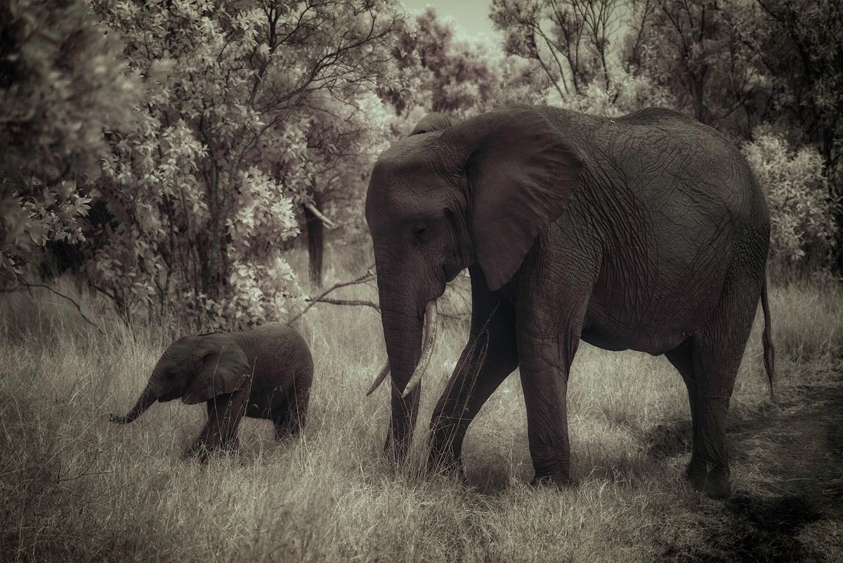 Mom and baby elelphants