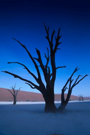 Blue Tree