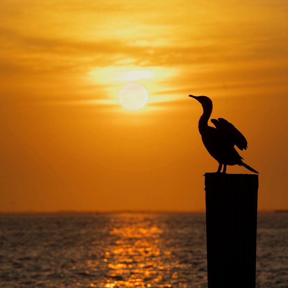 FIRE ISLAND