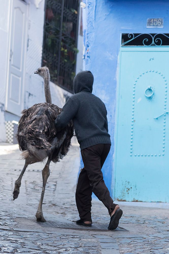 Ostritch pictures